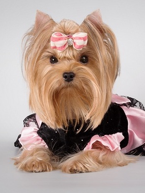 купить Бантики для йорка Pet Fashion