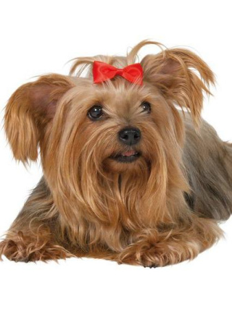 фото Заколка-бантик с металлической застежкой Trixie